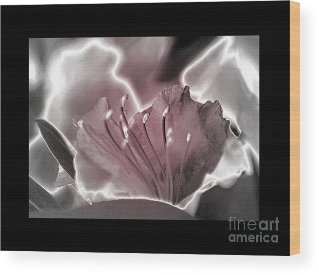 Color Photography Wood Print featuring the photograph Blush by Sue Stefanowicz