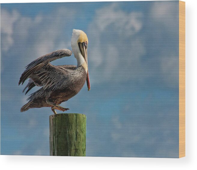 Sandra Anderson Wood Print featuring the photograph Brown Pelican Ready to Fly by Sandra Anderson