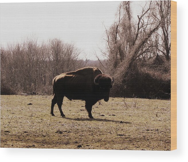 Bull Wood Print featuring the photograph Bull by Kim Galluzzo