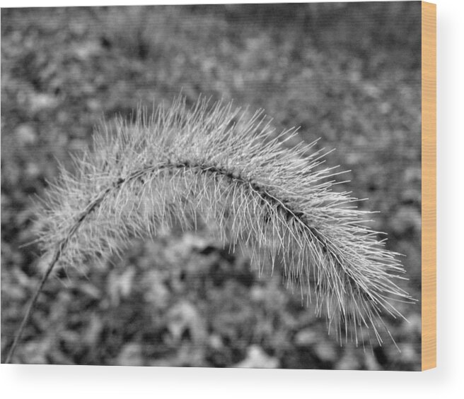 Fuzzy Wood Print featuring the photograph Burst In The Woods by Kim Galluzzo Wozniak