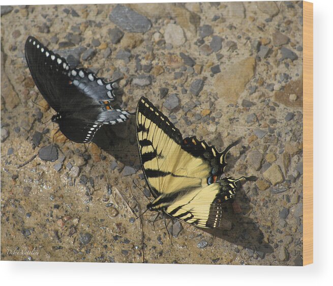 Butterfly Buddies Wood Print featuring the photograph Butterfly Buddies by Debra   Vatalaro