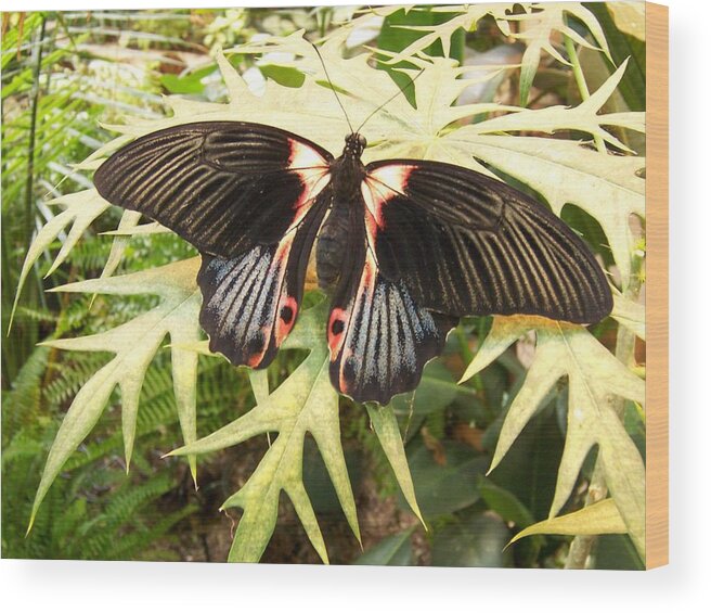 Butterfly Wood Print featuring the photograph Butterfly Design by Nicolas Bouteneff