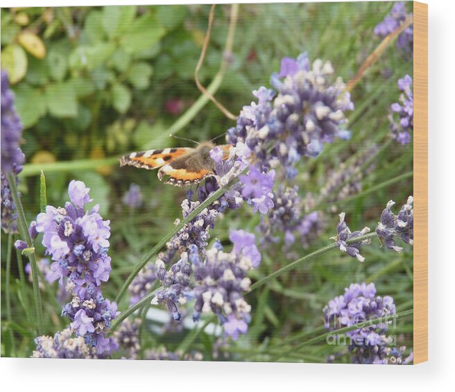 Blue Flower Wood Print featuring the photograph Butterfly on Lavendula by Eva-Maria Di Bella