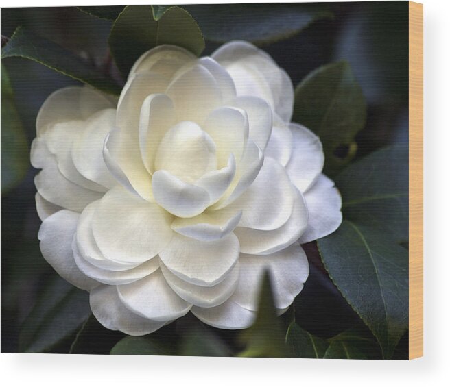 Camellia Wood Print featuring the photograph Camellia seventeen by Ken Frischkorn