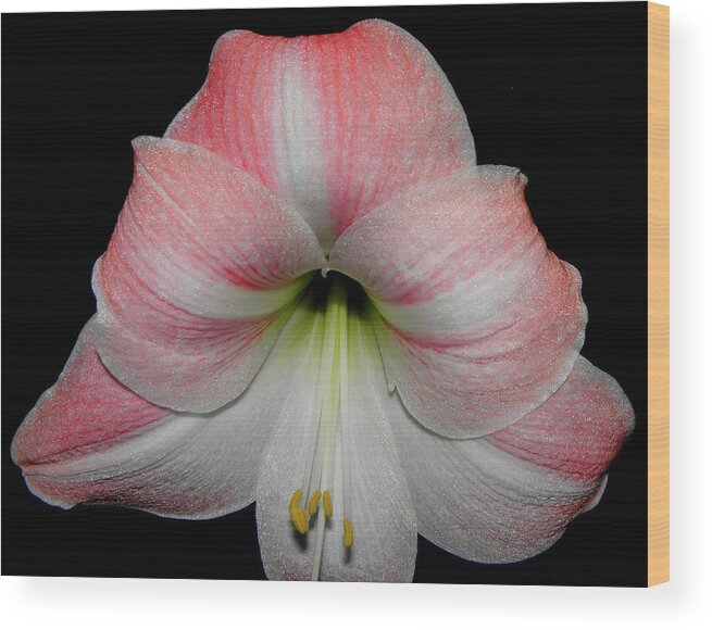 Pink Wood Print featuring the photograph Candy Cane Striped by Kim Galluzzo