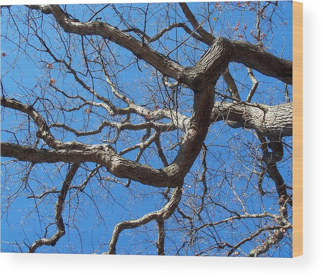 Old Wood Print featuring the photograph Centenarian Oak by David Pickett
