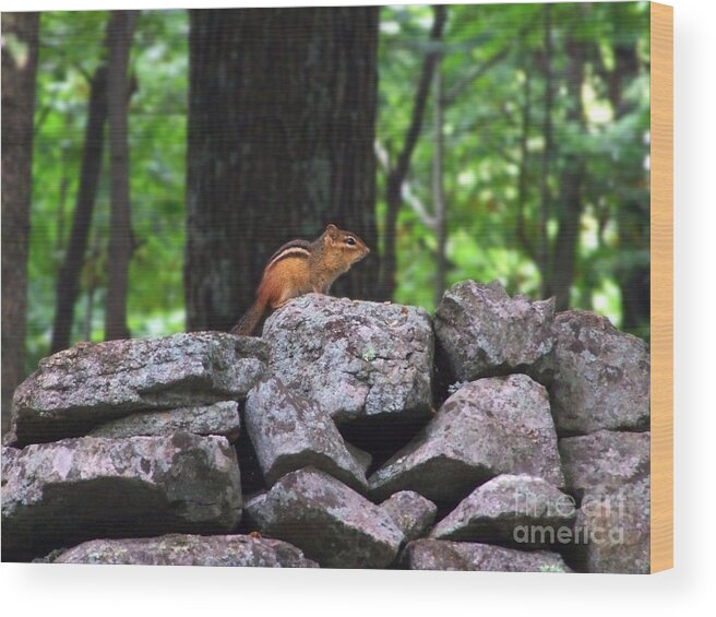 Artoffoxvox Wood Print featuring the photograph Chipmunk on Rock Wall Photograph by Kristen Fox