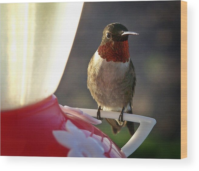 Early Morning Light Wood Print featuring the photograph Classic Portrait Pose by Bill Pevlor