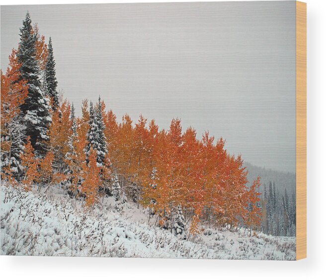 Tree Wood Print featuring the photograph Colors Of Winter by DeeLon Merritt