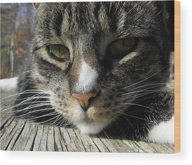 Feline Wood Print featuring the photograph Content by Kim Galluzzo