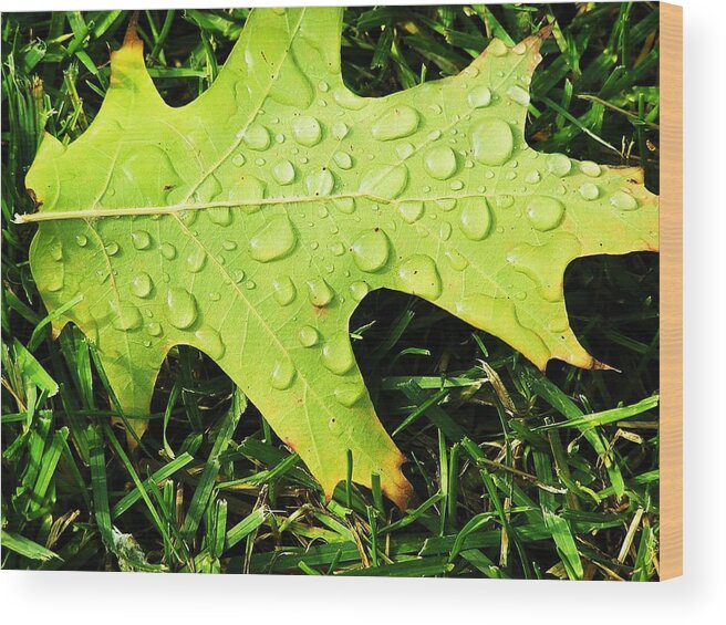 On A Cool November Morning In Flint Wood Print featuring the photograph Cool Morning Dew by Christina A Pacillo
