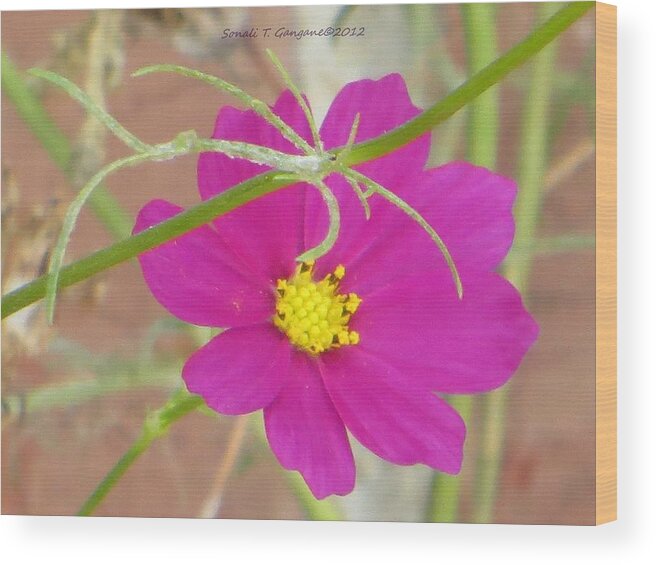 Beautiful Flower Called Cosmos Wood Print featuring the photograph Cosmic Florets by Sonali Gangane