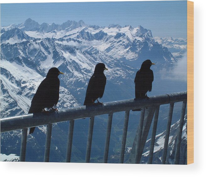 Europe Wood Print featuring the photograph Crows on top of Mount Titlis Switzerland by Joseph Hendrix