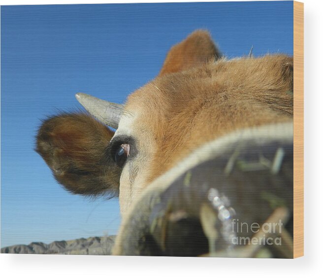 Cow Wood Print featuring the photograph Curious Cow by Sara Mayer