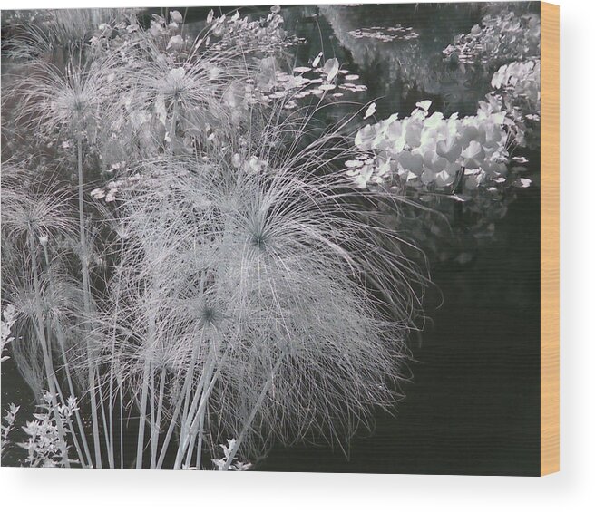 Papyrus Wood Print featuring the photograph Cyperus papyrus by Alexandra Till