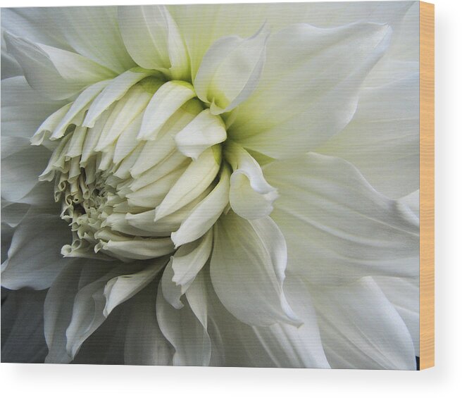 Dahlia Wood Print featuring the photograph Dahlia Beauty by Lora Fisher