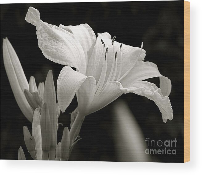 Black And White Photography Wood Print featuring the photograph Daylily Study in BW IV by Sue Stefanowicz