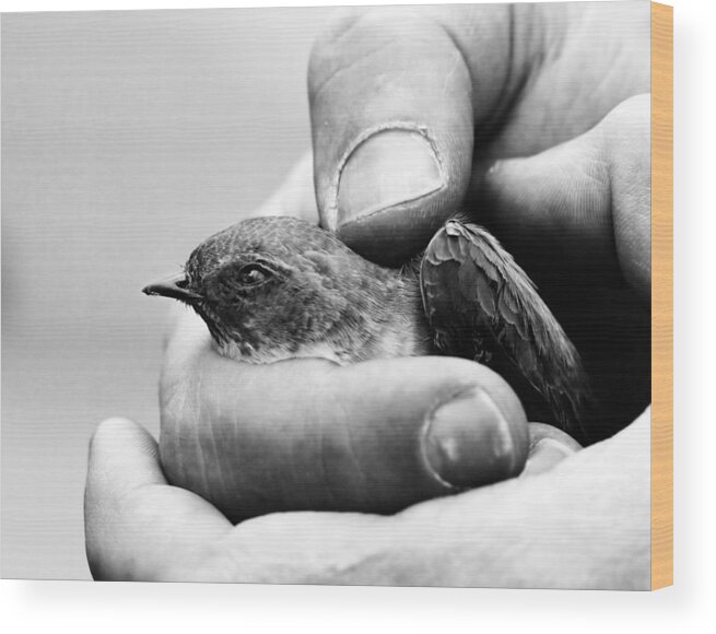 Bird Wood Print featuring the photograph Delicate by Laura Melis