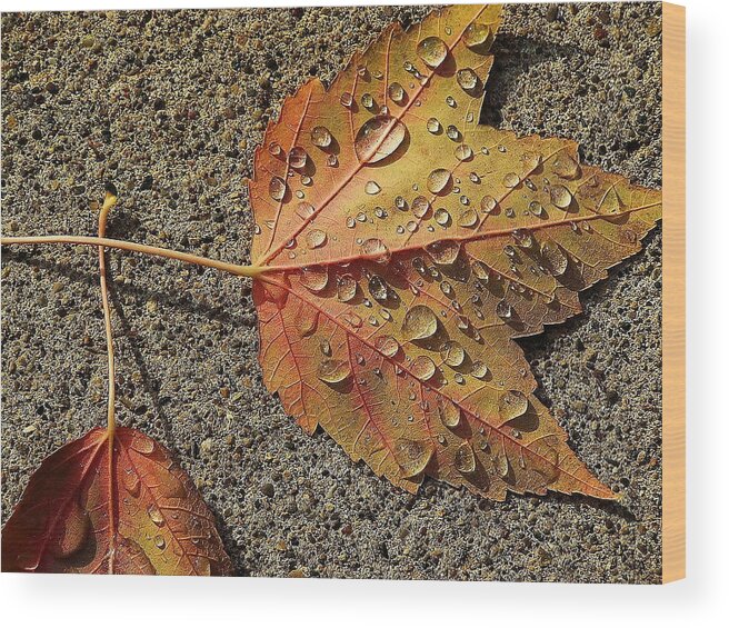 Cold Wood Print featuring the photograph Dew on the Maple Leaf by Christina A Pacillo