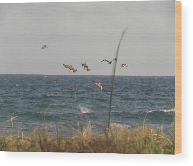 Pelican Wood Print featuring the photograph Dive Bomb by Kim Galluzzo