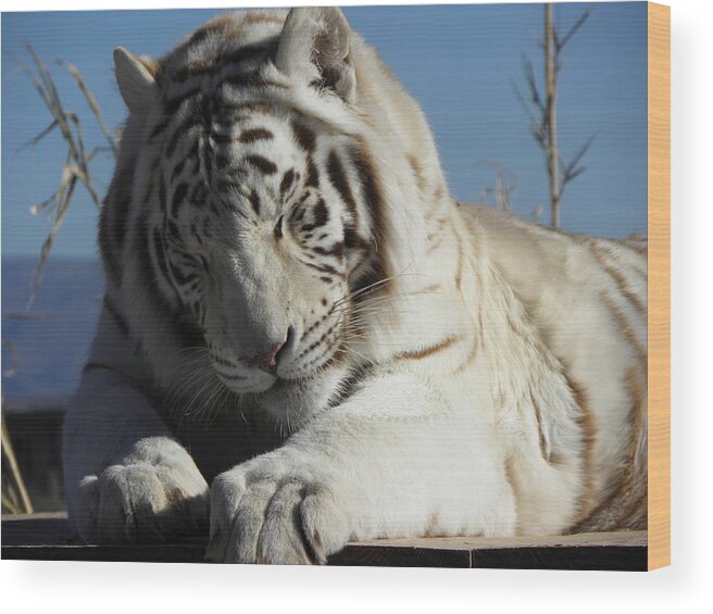 White Wood Print featuring the photograph Dozing by Kim Galluzzo