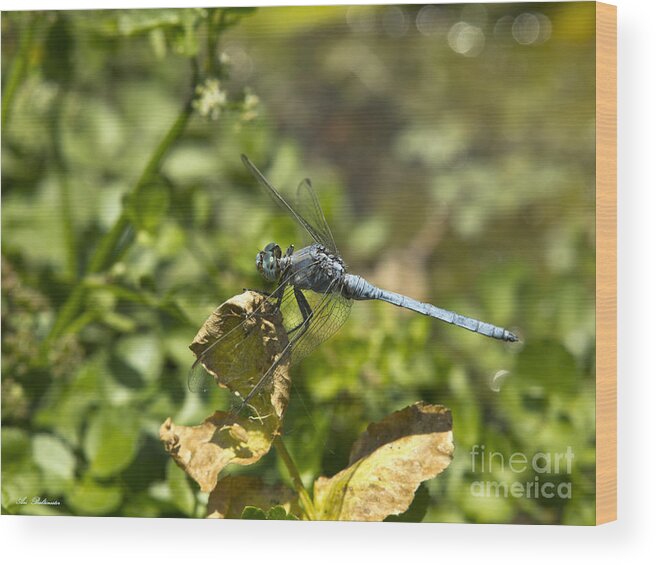 Ischnura Elegans Ebneri Wood Print featuring the photograph Dragonfly 02 by Arik Baltinester
