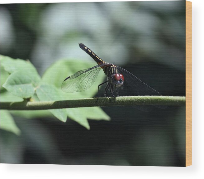 Dragonfly Wood Print featuring the photograph Dragonfly by Katherine White