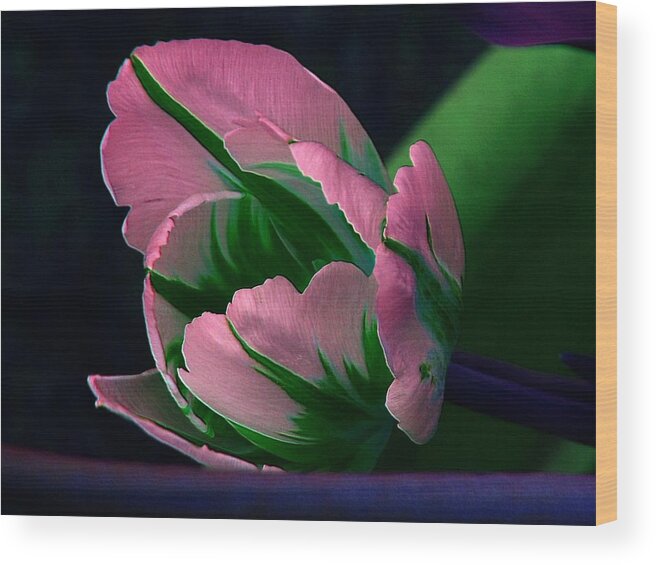 Tulip Wood Print featuring the photograph Dressed by Elfriede Fulda