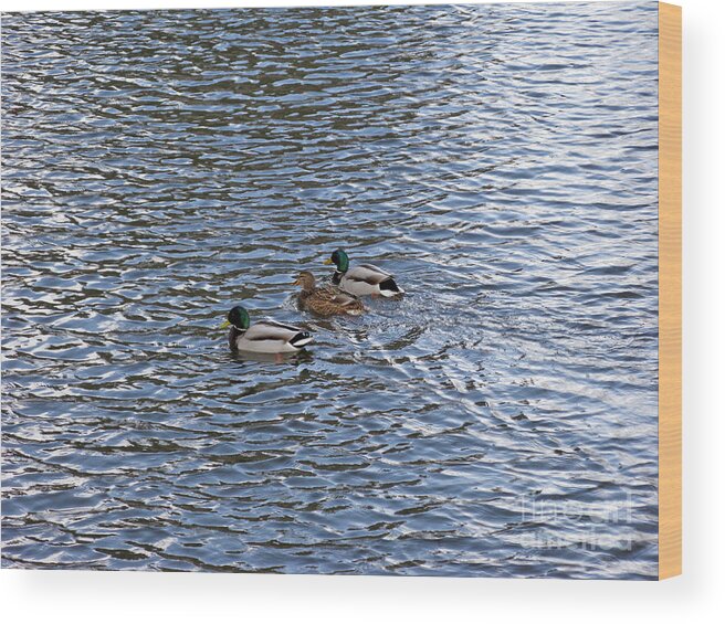 Nature Wood Print featuring the photograph Ducks. Love Triangle. by Ausra Huntington nee Paulauskaite
