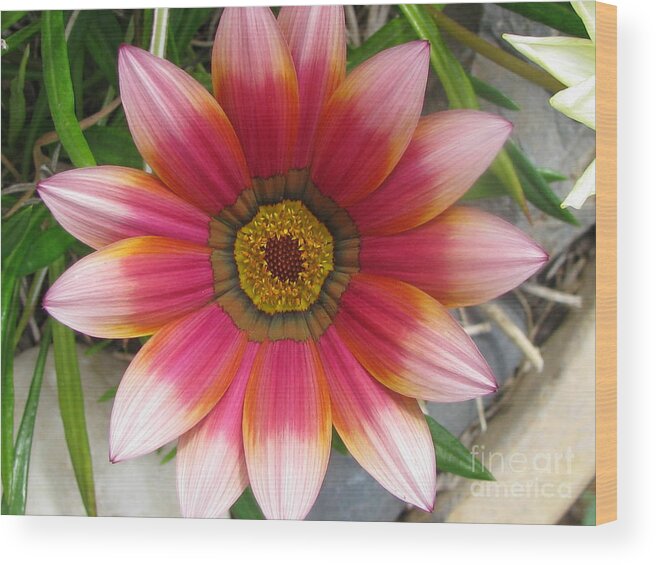 Flower Wood Print featuring the photograph Embellishment by Holy Hands