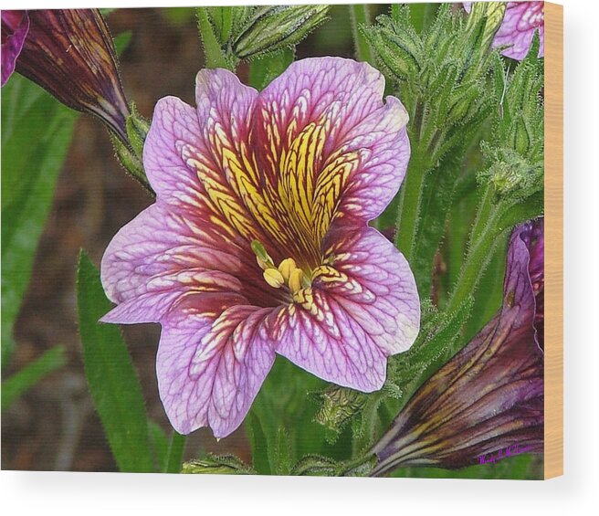 Flower Canvas Prints Wood Print featuring the photograph Exploding Beauty by Wendy McKennon