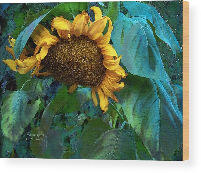Sunflower Wood Print featuring the mixed media Fading Giant by Carol Cavalaris