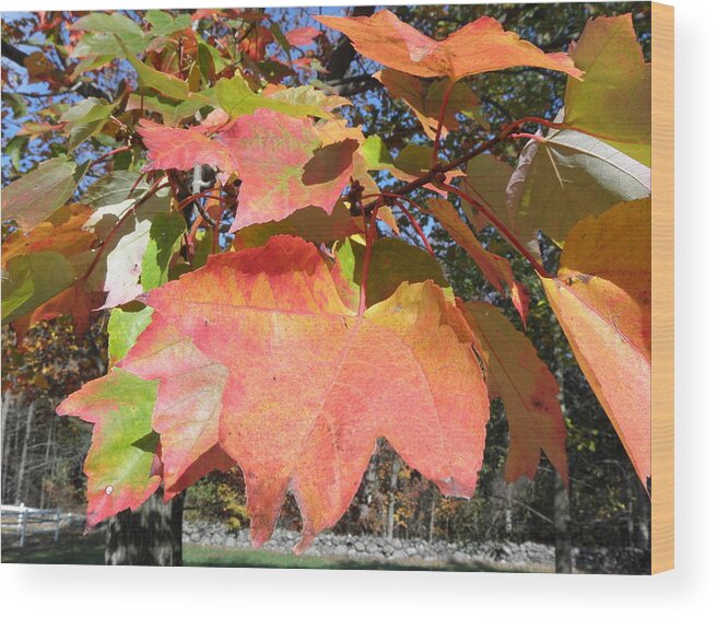 Fall Wood Print featuring the photograph Fall Leaves by Kim Galluzzo