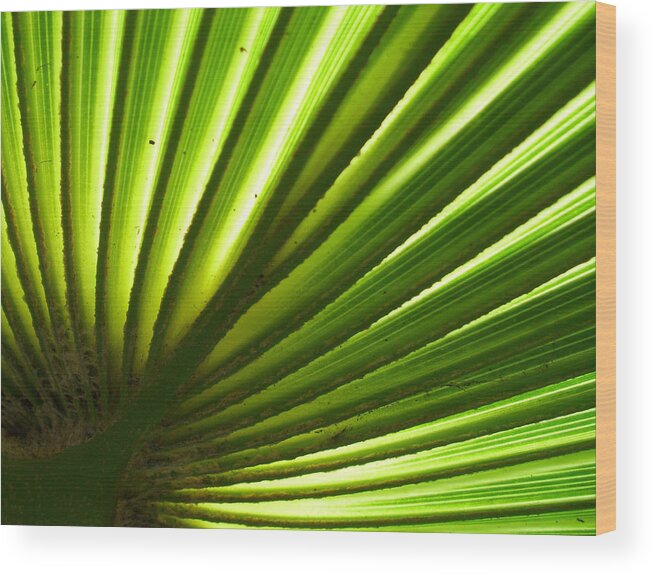 Sun Wood Print featuring the photograph Fan Frond by Ginny Schmidt
