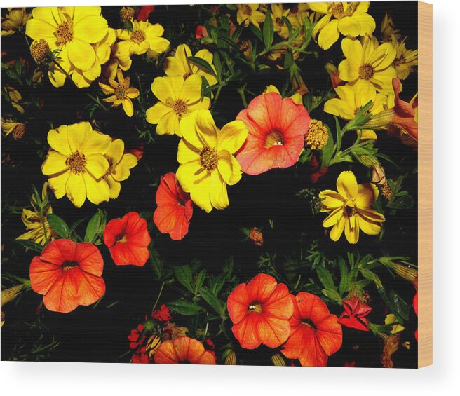 Flowers Wood Print featuring the photograph Fire Colors by Kim Galluzzo Wozniak