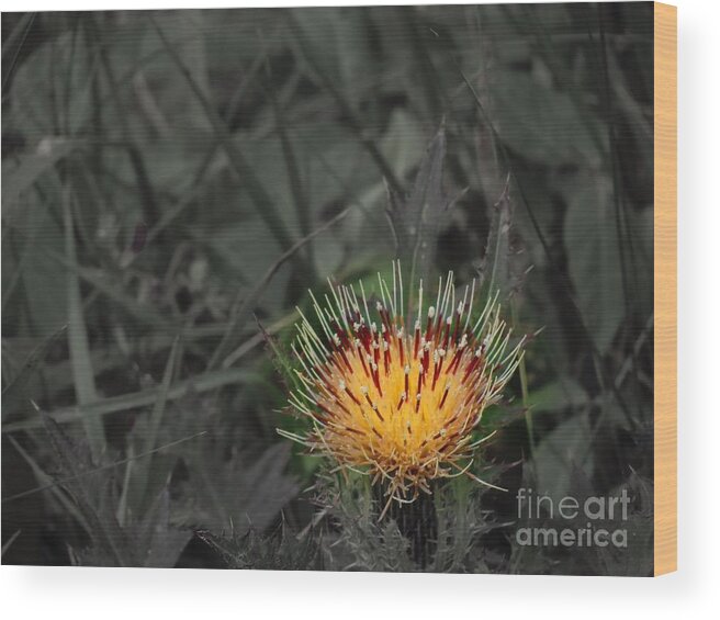 Flower Wood Print featuring the photograph Fire popper by Rrrose Pix