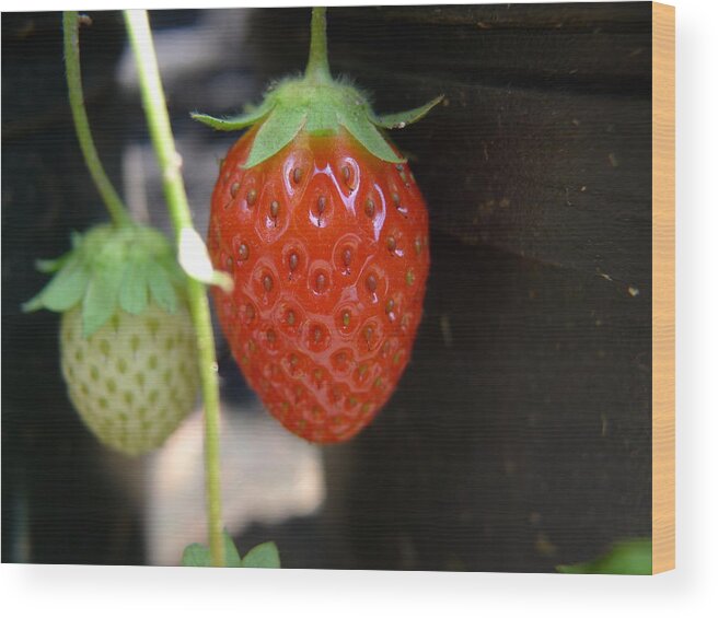 Strawberry Wood Print featuring the photograph First of the year by Richard Reeve