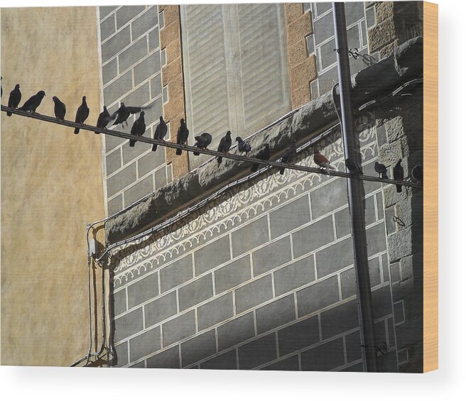 Florentine Wood Print featuring the photograph Florentine Pigeons by Laurel Best