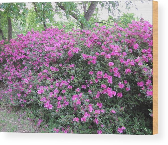 Landscape Wood Print featuring the photograph Flowers by Shawn Hughes