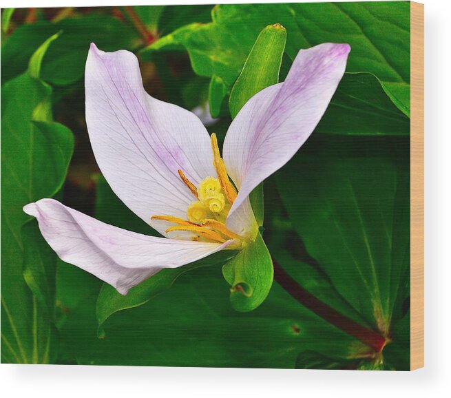 Flower Wood Print featuring the photograph Flowerworks by Mark Lemon