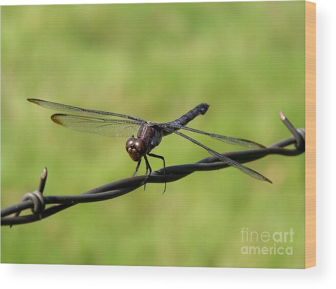 Dragonfly Wood Print featuring the photograph Fly Away Dragonfly by Kathy White