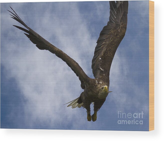 White_tailed Eagle Wood Print featuring the photograph Flying European Sea Eagle I by Heiko Koehrer-Wagner
