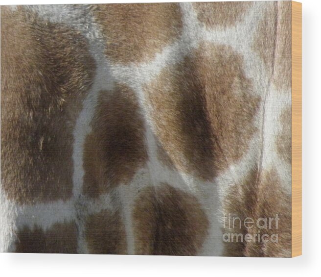 Giraffe Wood Print featuring the photograph Giraffe Body Print by Kim Galluzzo Wozniak