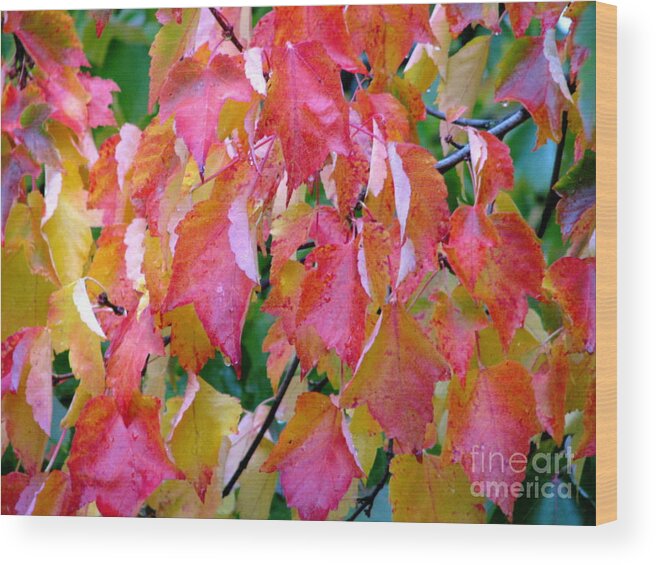 Leaves Wood Print featuring the photograph Gracefully Into Fall by Rory Siegel