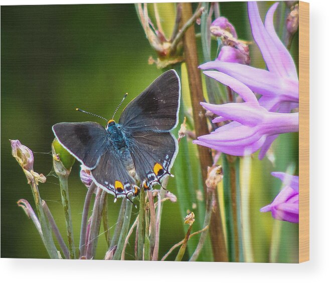 Gray Hairstreak Wood Print featuring the photograph Gray Hairstreak Butterfly by Stacy Michelle Smith
