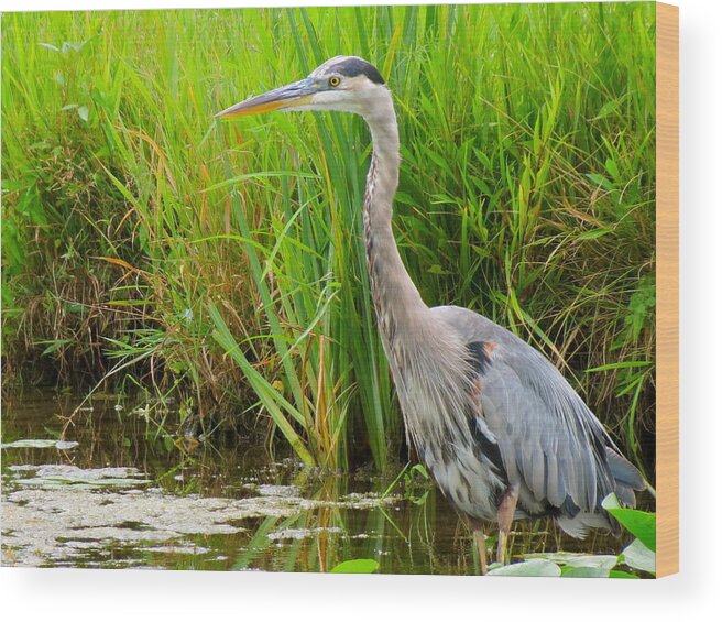 Water Bird Wood Print featuring the photograph Great Blue Heron by Azthet Photography