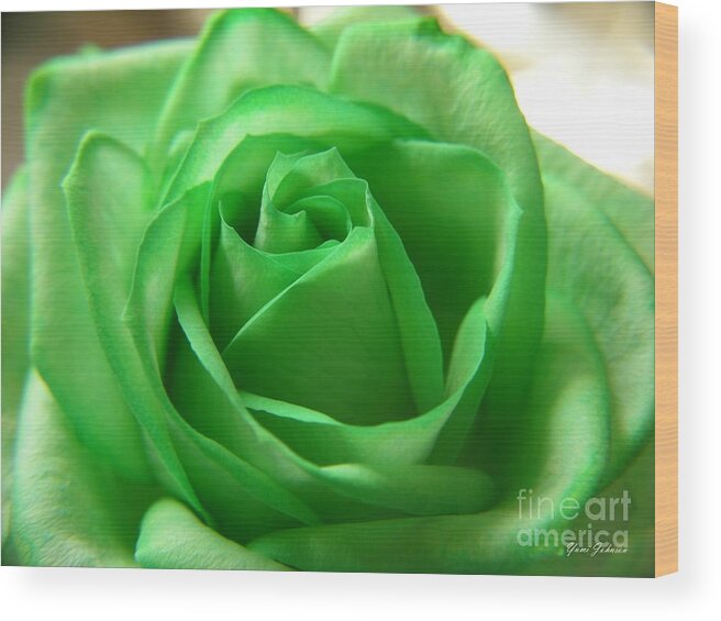 Rose Wood Print featuring the photograph Green Rose by Yumi Johnson