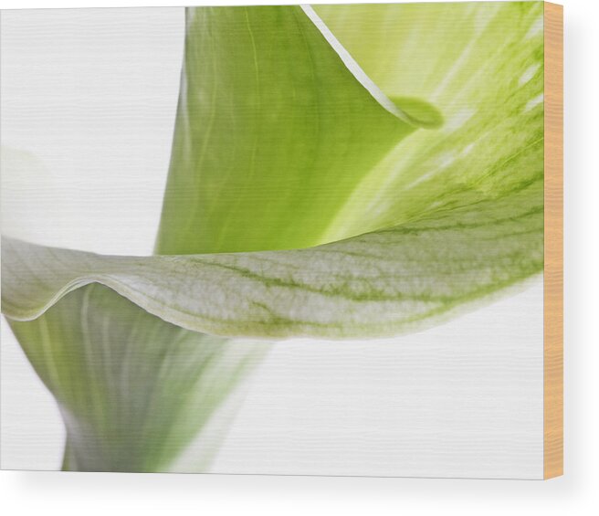 Flowers Wood Print featuring the photograph Close-up White Flower Lily Photo Image Print Shop Art-Work Online Photography by Nadja Drieling - Flower- Garden and Nature Photography - Art Shop