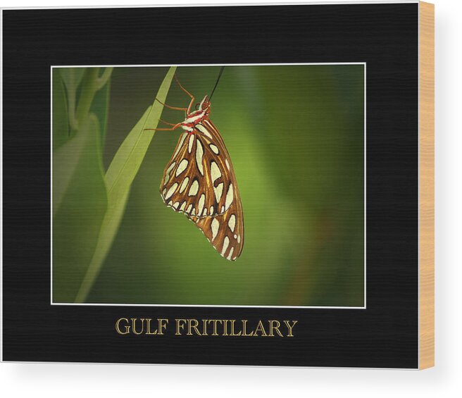 Gulf Fritillary Wood Print featuring the photograph Gulf Fritillary 2 by David Weeks