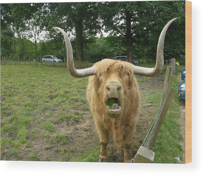 Hamish Wood Print featuring the photograph Hamish Highland Bull by Keith Stokes